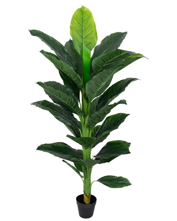 Kunstig plante 160 cm høy - Stor og vakker Spathiphyllum med mange fyldige blader